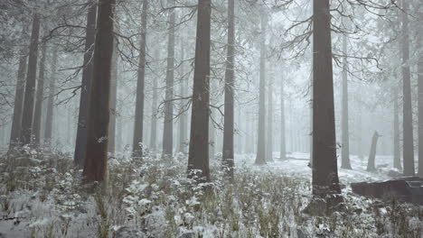Bosque-Congelado-Blanco-De-Invierno-En-La-Nieve